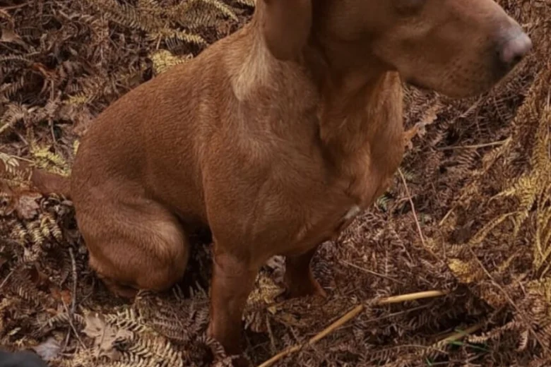 Labrador Retriever