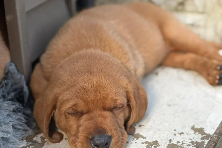 Labrador Retriever