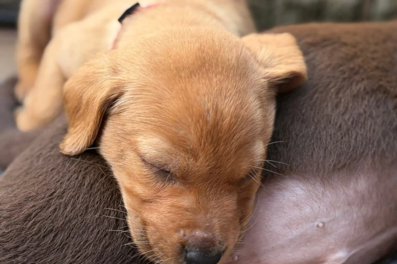 Labrador Retriever