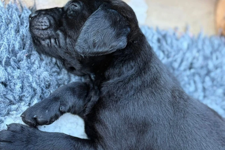 Labrador Retriever
