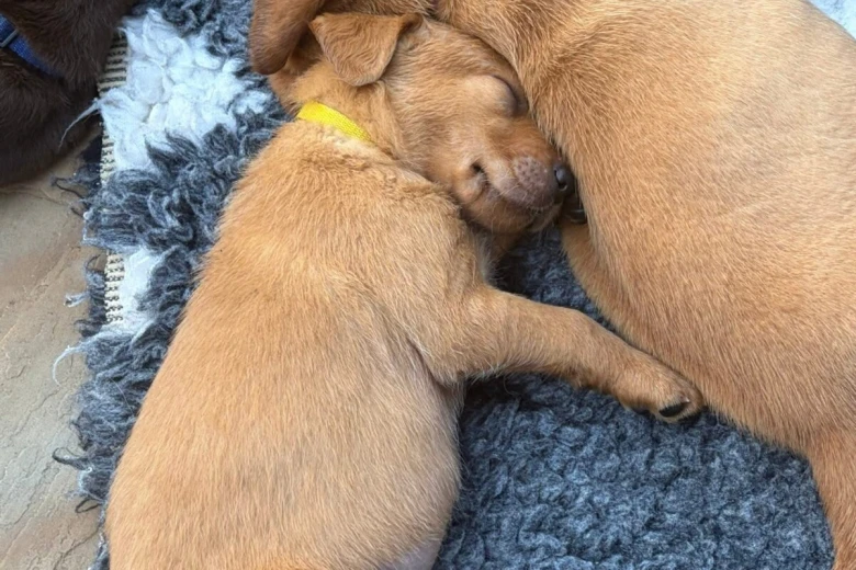 Labrador Retriever