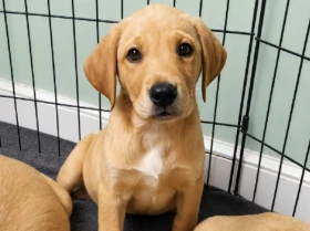Labrador Retriever