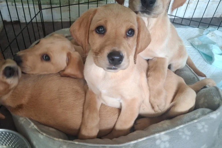 Labrador Retriever