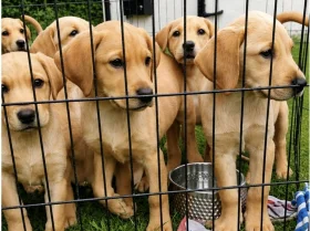 Labrador Retriever