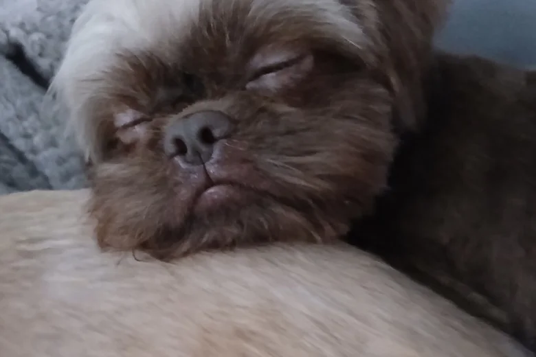 Shih Tzu