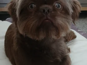 Shih Tzu