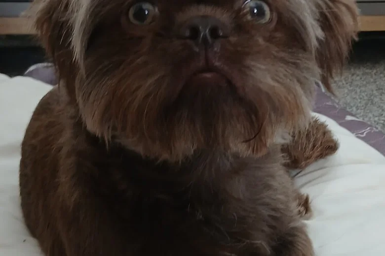 Shih Tzu