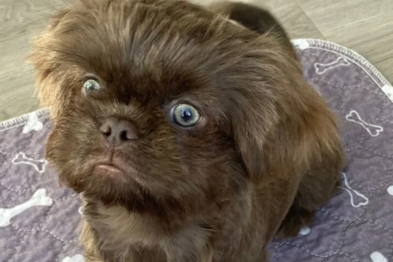 Shih Tzu