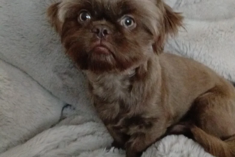 Shih Tzu