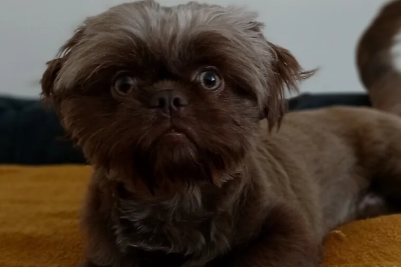 Shih Tzu