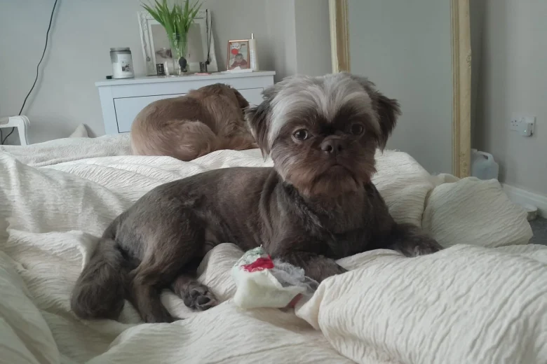 Shih Tzu