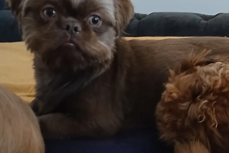 Shih Tzu