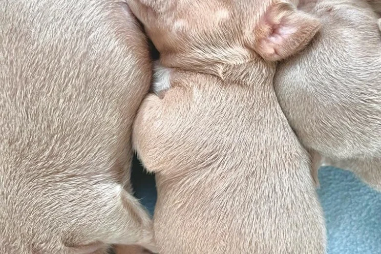 French Bulldog