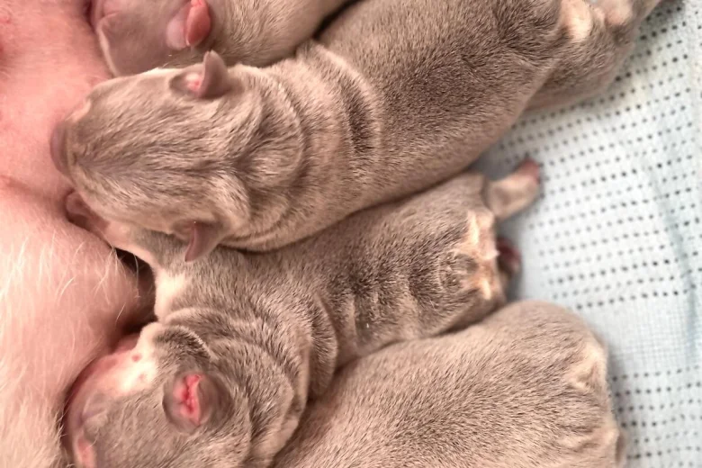 French Bulldog