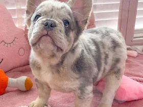 French Bulldog