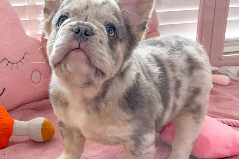 French Bulldog