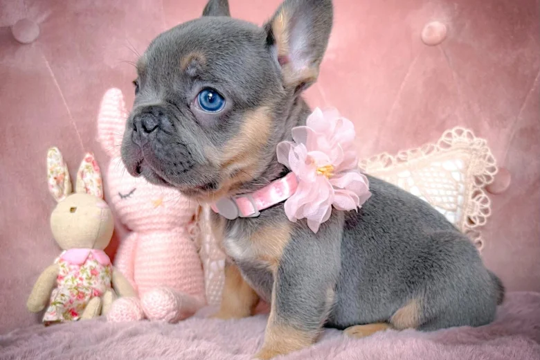 French Bulldog