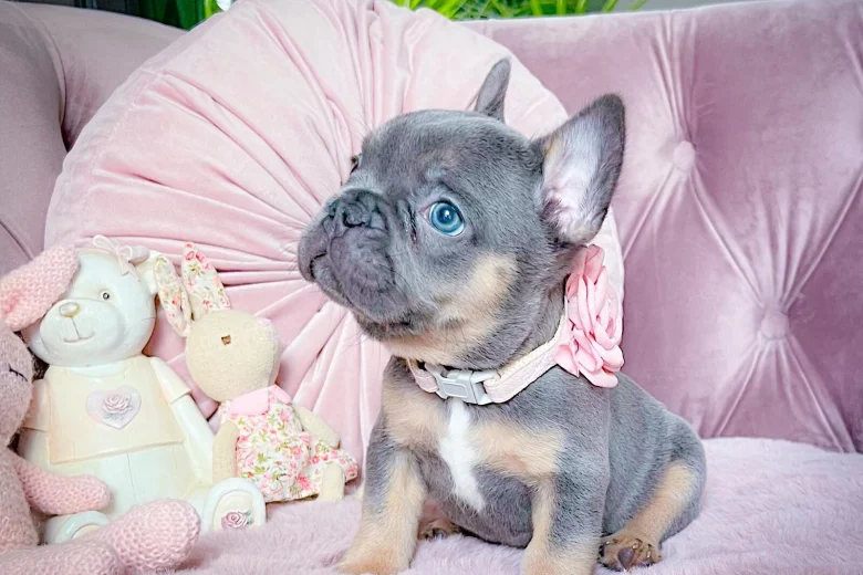 French Bulldog