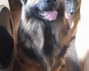 German Shepherd (Alsatian)