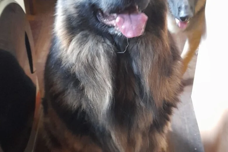 German Shepherd (Alsatian)