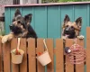 German Shepherd (Alsatian)