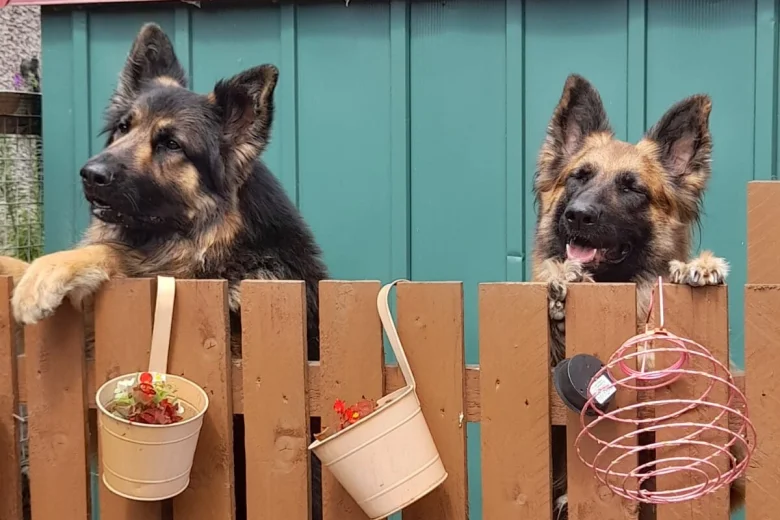 German Shepherd (Alsatian)