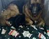 German Shepherd (Alsatian)