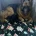 German Shepherd (Alsatian)