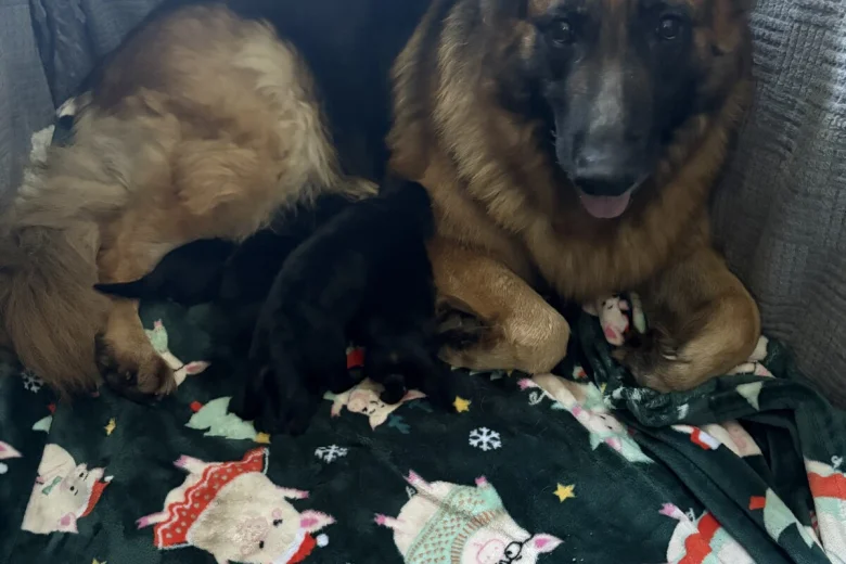 German Shepherd (Alsatian)