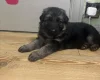 German Shepherd (Alsatian)