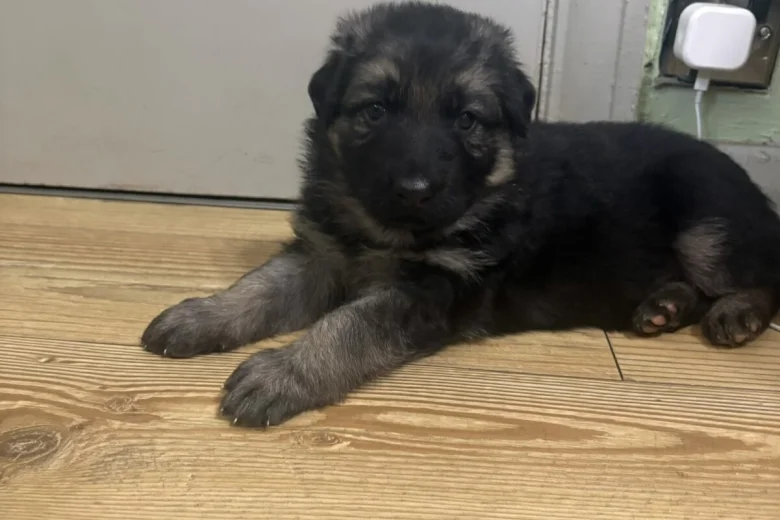 German Shepherd (Alsatian)
