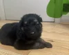 German Shepherd (Alsatian)