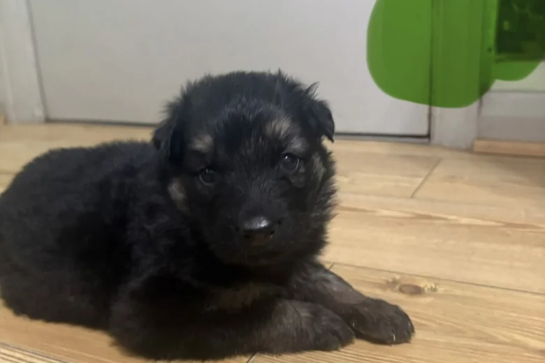 German Shepherd (Alsatian)