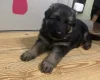 German Shepherd (Alsatian)