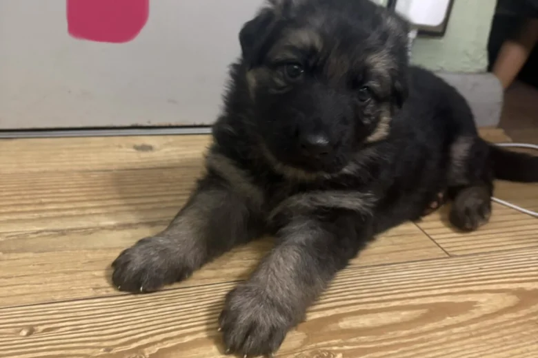 German Shepherd (Alsatian)