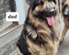 German Shepherd (Alsatian)