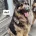 German Shepherd (Alsatian)