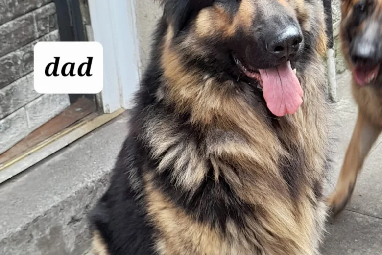 German Shepherd (Alsatian)