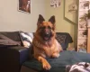 German Shepherd (Alsatian)