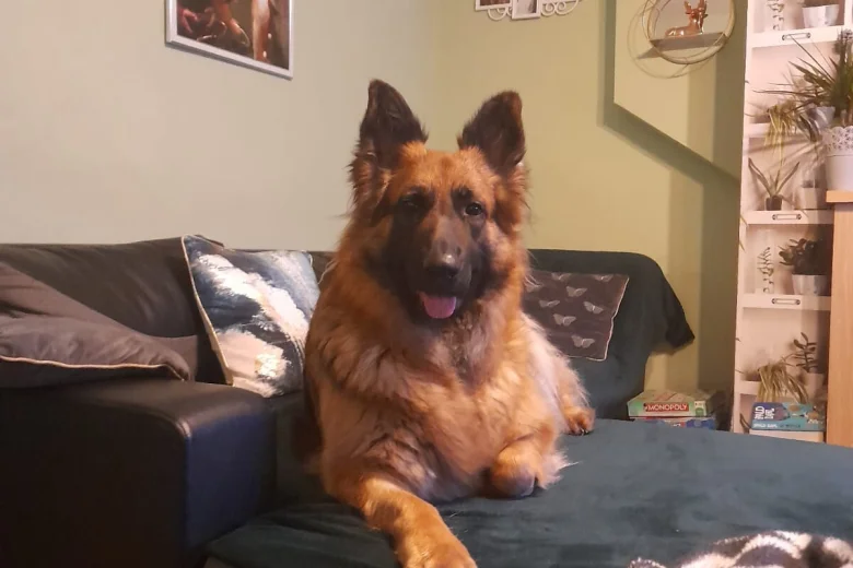 German Shepherd (Alsatian)