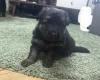 German Shepherd (Alsatian)