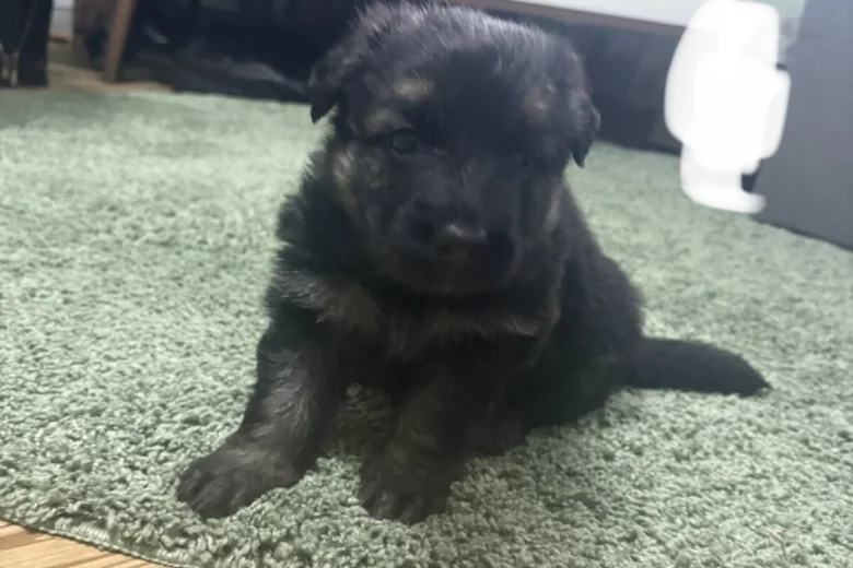 German Shepherd (Alsatian)