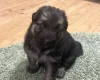 German Shepherd (Alsatian)