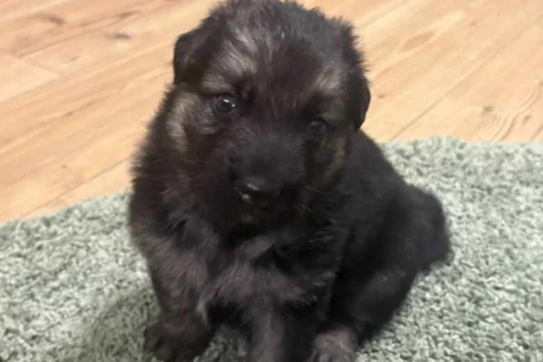 German Shepherd (Alsatian)