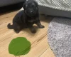 German Shepherd (Alsatian)