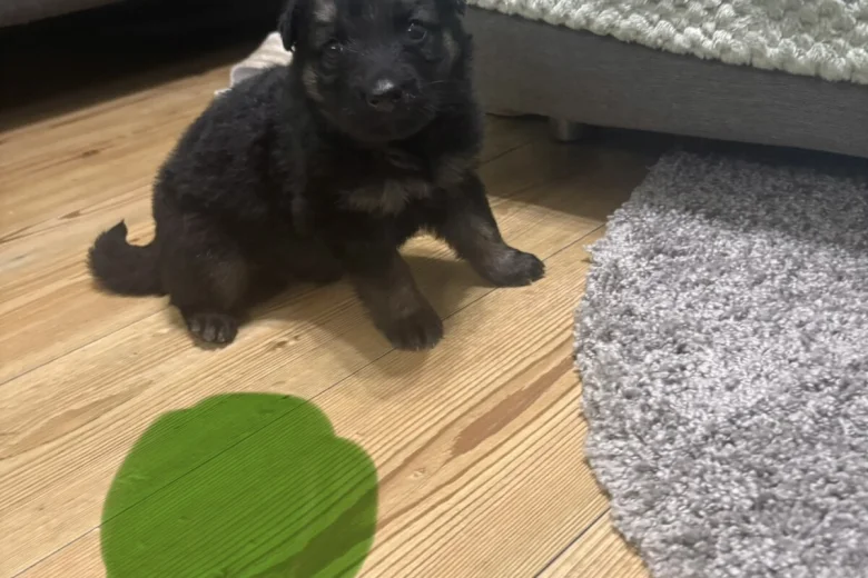 German Shepherd (Alsatian)