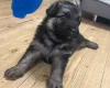 German Shepherd (Alsatian)