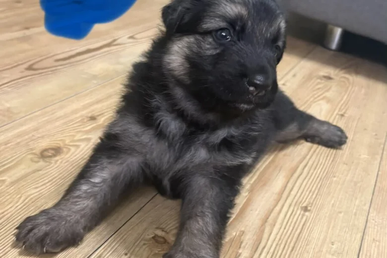 German Shepherd (Alsatian)