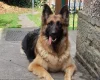 German Shepherd (Alsatian)