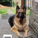 German Shepherd (Alsatian)